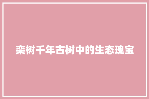 栾树千年古树中的生态瑰宝